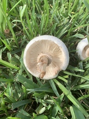 Chlorophyllum molybdites image