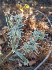 Eryngium jepsonii