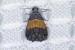 Tripudia balteata