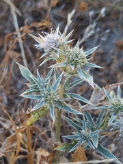 Eryngium jepsonii