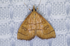 Udea octosignalis