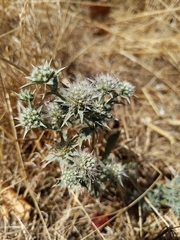 Eryngium jepsonii