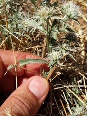 Eryngium jepsonii