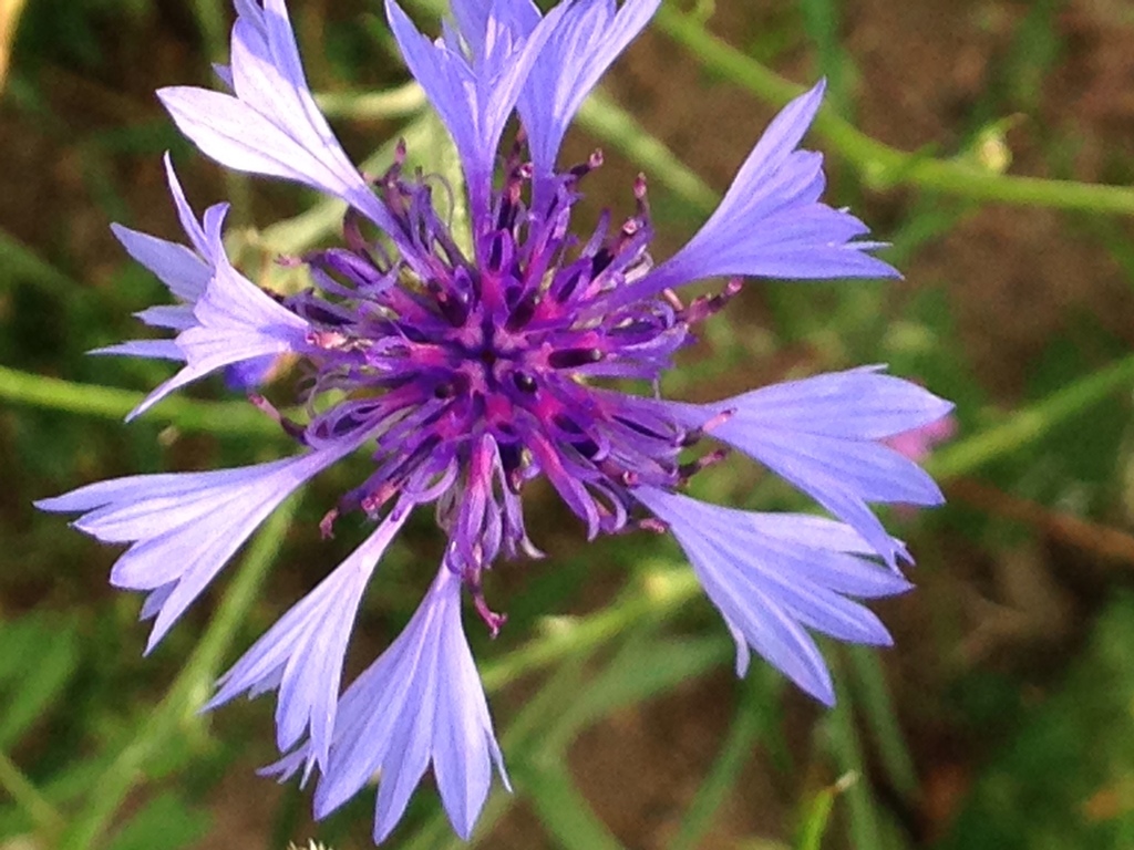 수레국화 from 391 65, Bechyně, South Bohemia, CZ on 2017년... 오전 by Carita Bergman · iNaturalist 수레국화 (Centaurea cyanus)