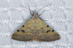 Hemeroplanis incusalis