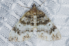 Dysstroma mancipata