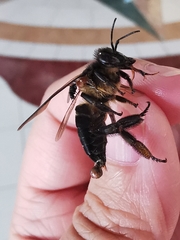 Apis dorsata breviligula