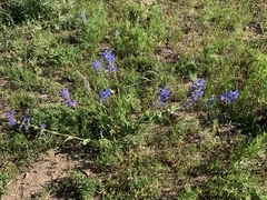 Penstemon cyananthus