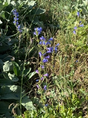 Penstemon cyananthus