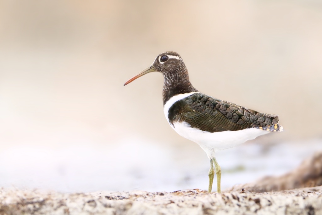 Australian Painted-Snipe (Threatened Animals of Logan) · iNaturalist