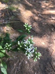 Sericocarpus asteroides