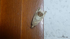 Notocelia uddmanniana