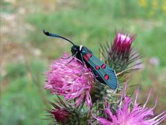 Zygaena lavandulae