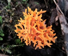 Ramaria anziana