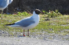 Chroicocephalus ridibundus