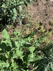 Rudbeckia occidentalis