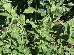 Rudbeckia occidentalis