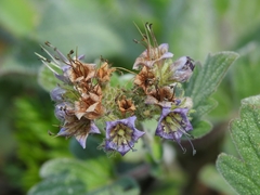 Phacelia hydrophylloides