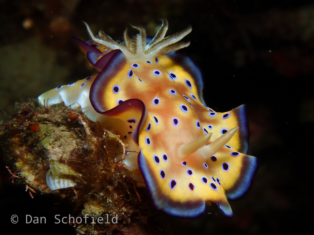 Goniobranchus kuniei