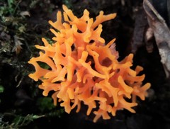 Ramaria anziana
