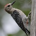 Red-crowned Woodpecker - Photo (c) Aitor, some rights reserved (CC BY), uploaded by Aitor