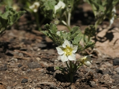 Leucophysalis nana