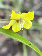 Lysimachia lanceolata