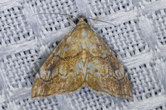 Scybalistodes periculosalis