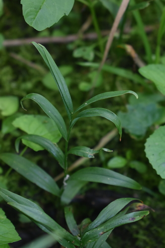 False Solomon's Seal foliage