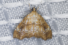 Scybalistodes periculosalis