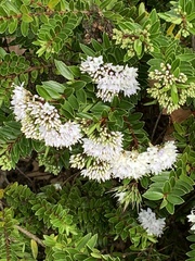 Veronica diosmifolia