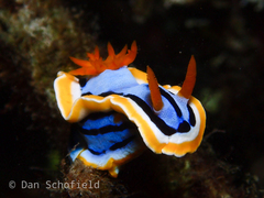 Chromodoris annae
