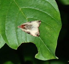 Olethreutes inornatana