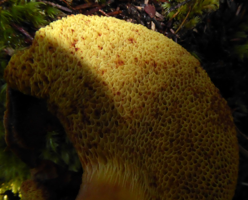 Boletus rawlingsii image
