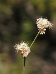 Eriogonum nudum nudum
