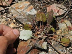 Eriogonum nudum nudum