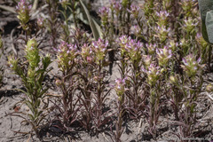 Orthocarpus cuspidatus cryptanthus