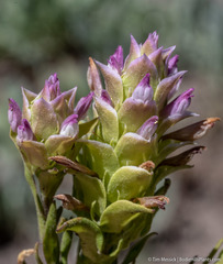 Orthocarpus cuspidatus cryptanthus