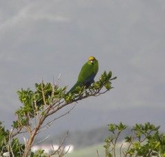 Cyanoramphus auriceps