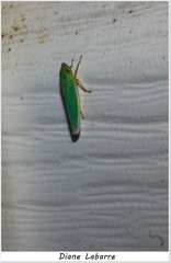 Draeculacephala noveboracensis