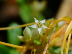 Cuscuta subinclusa