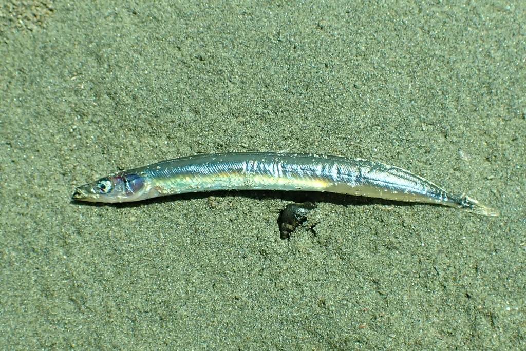 Photo of a Pacific Sand Lance