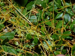 Cuscuta subinclusa