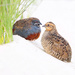 Blue-breasted Quail - Photo (c) indrabone, some rights reserved (CC BY-NC)