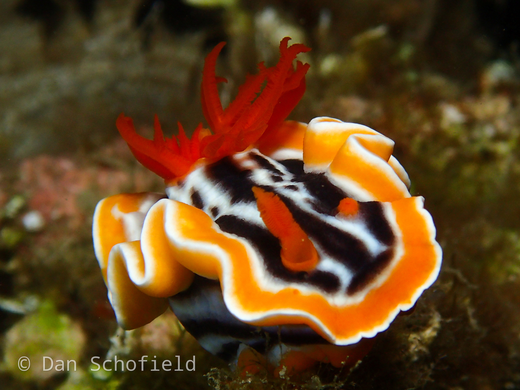 Magnificent Chromodoris