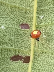 Theridula