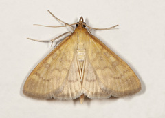 Mecyna submedialis