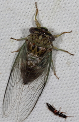 Diceroprocta vitripennis