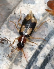 Dromius quadrimaculatus