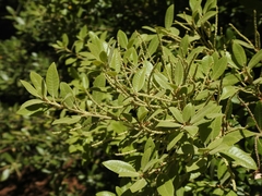 Notholithocarpus densiflorus echinoides